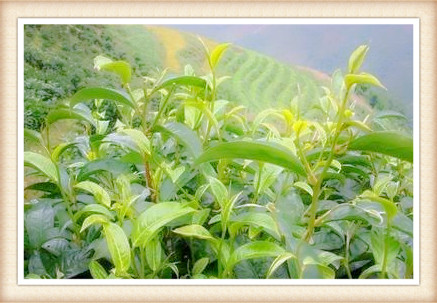 中国福建德茶厂：历与特色——以霞浦瓷厂茶叶罐为例
