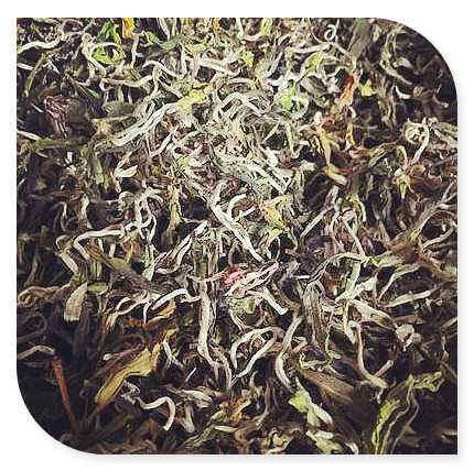 永春佛手茶叶的性味，探索永春佛手茶叶的独特性味