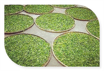 江西九江云雾茶，探索江西九江的茶文化：品味云雾茶的独特魅力
