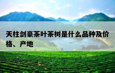 天柱剑豪茶叶茶树是什么品种及价格、产地