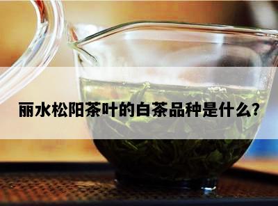 丽水松阳茶叶的白茶品种是什么？