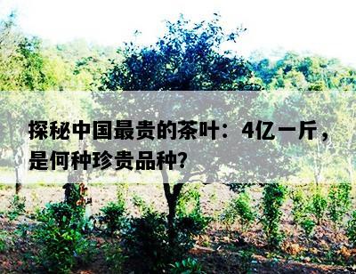 探秘中国最贵的茶叶：4亿一斤，是何种珍贵品种？